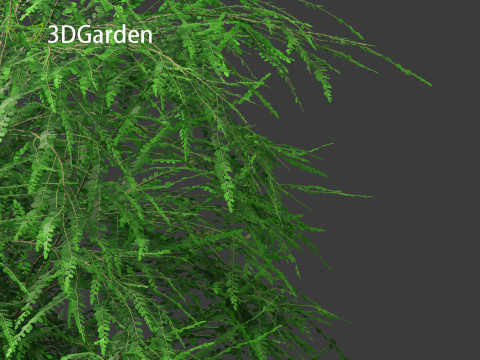 Phyllanthus multiflora - Phyllanthus multiflorus 3D 모델