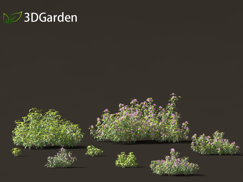 Melastoma affine - blue tongue 3D Модель .c4d .max .obj .3ds .fbx .stl .blend 