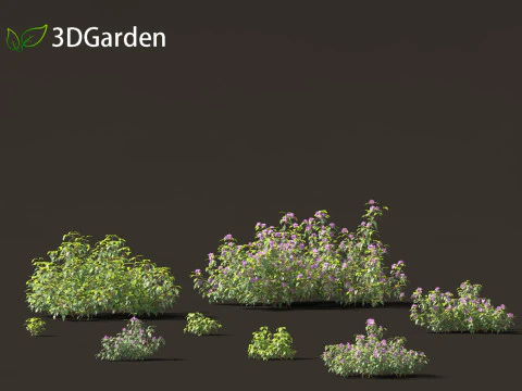 Melastoma affine - blue tongue 3D Model