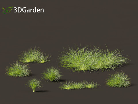 Lomandra fluviatilis - Mat Rush 3D Model