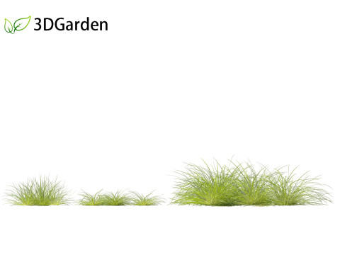Lomandra fluviatilis - Mat Rush 3D Model