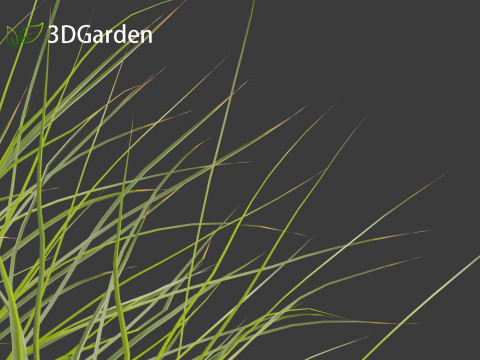 Lomandra fluviatilis - Mat Rush 3D Model