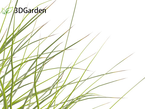Lomandra fluviatilis - Mat Rush 3D Model