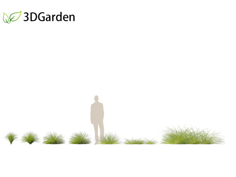 Lomandra fluviatilis - Mat Rush 3D Model