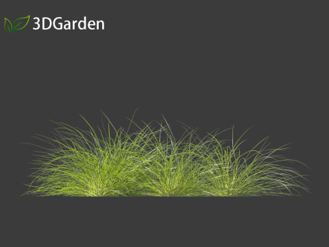 Lomandra fluviatilis - Mat Rush 3D Model