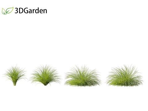Lomandra fluviatilis - Mat Rush 3D Model