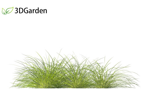 Lomandra fluviatilis - Mat Rush 3D Model