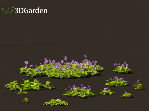 Viola sororia- woolly blue violet 3D Model