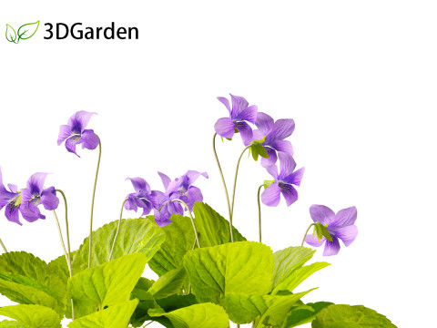 Viola sororia- woolly blue violet Model 3D