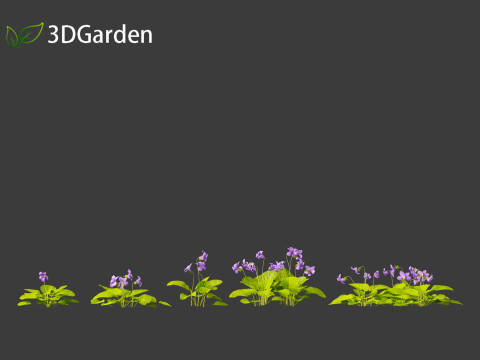 Viola sororia- woolly blue violet Model 3D