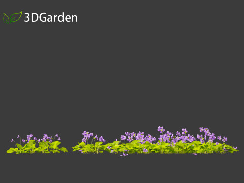 Viola sororia- woolly blue violet Model 3D