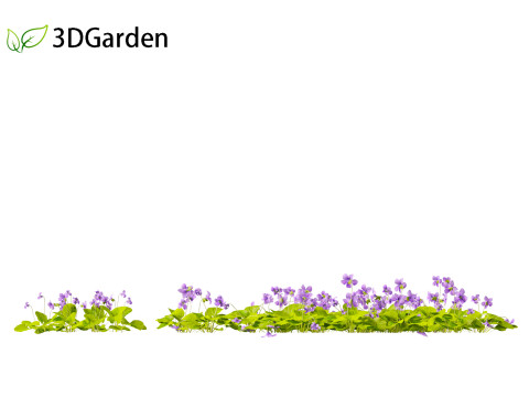Viola sororia- woolly blue violet Model 3D