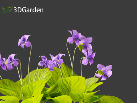 Viola sororia- woolly blue violet Model 3D
