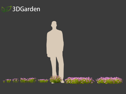 Vinca minor - Common Periwinkle Modello 3D