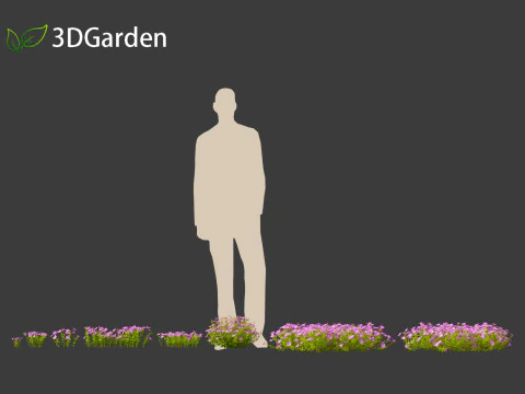 Vinca minor - Common Periwinkle 3D Model