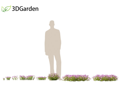 Vinca minor - Common Periwinkle Modello 3D