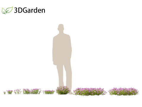 Vinca minor - Common Periwinkle 3D Model