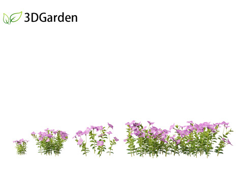 Vinca minor - Common Periwinkle Modello 3D