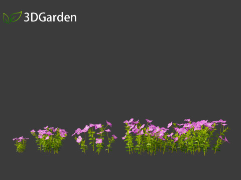 Vinca minor - Common Periwinkle Modello 3D