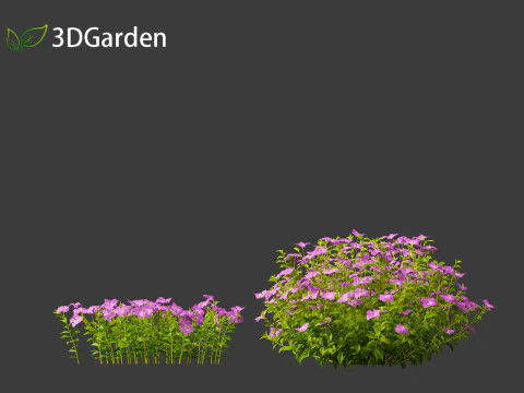 Vinca minor - Common Periwinkle 3D Model
