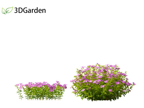 Vinca minor - Common Periwinkle 3D Model
