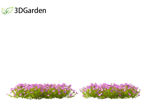 Vinca minor - Common Periwinkle Modello 3D