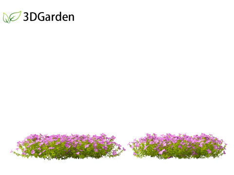 Vinca minor - Common Periwinkle 3D Model