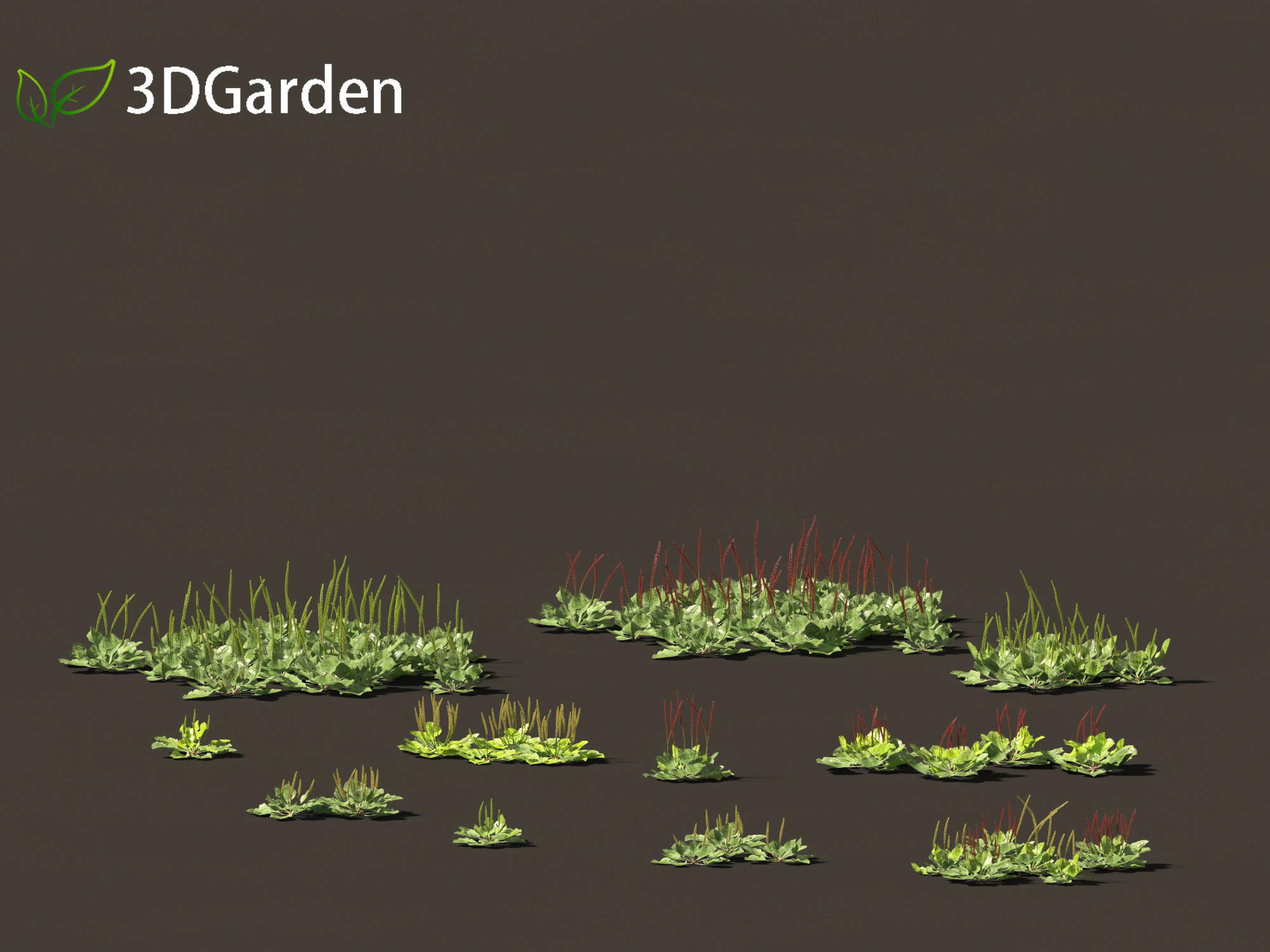 Plantago major - broadleaf plantain 3D Model .c4d .max .obj .3ds .fbx .stl .blend 