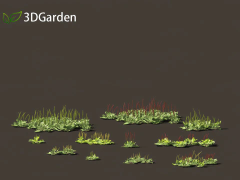 Plantago major - подорожник широколистий 3D Модель