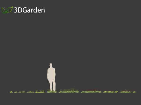 Plantago major - broadleaf plantain 3D-Modell