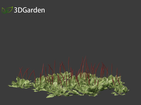 Plantago major - broadleaf plantain 3D-Modell
