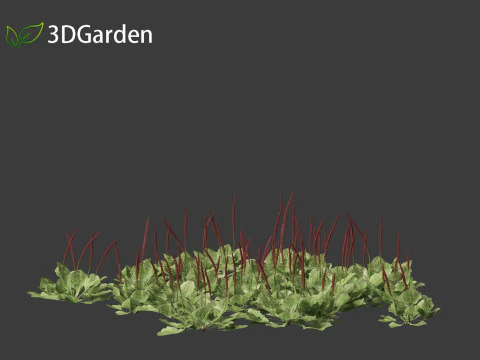 Plantago major - broadleaf plantain 3D Model