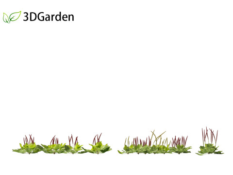 Plantago major - broadleaf plantain 3D-Modell