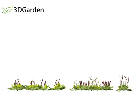 Plantago major - broadleaf plantain 3D Model