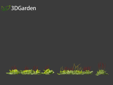 Plantago major - broadleaf plantain 3D Model
