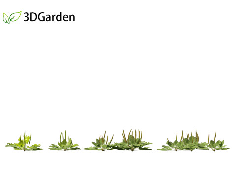 Plantago major - broadleaf plantain 3D-Modell