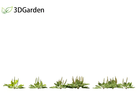 Plantago major - broadleaf plantain 3D Model