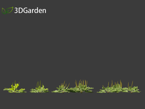 Plantago major - broadleaf plantain 3D-Modell