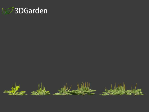 Plantago major - broadleaf plantain 3D Model