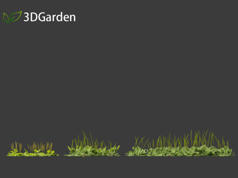 Plantago major - broadleaf plantain 3D-Modell