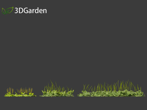 Plantago major - broadleaf plantain 3D Model