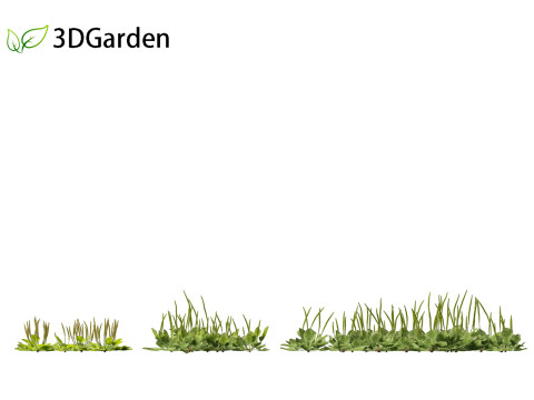 Plantago major - broadleaf plantain 3D-Modell