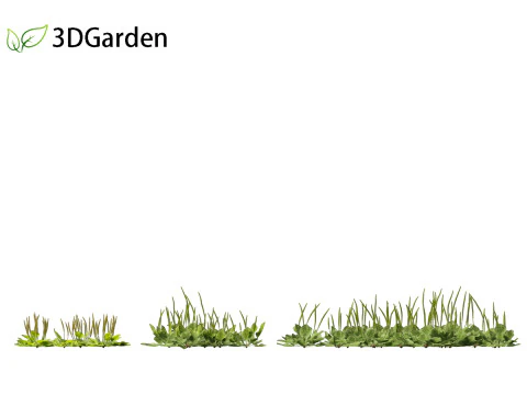 Plantago major - broadleaf plantain 3D Model