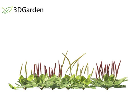 Plantago major - broadleaf plantain 3D Model