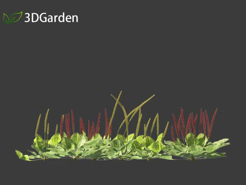 Plantago major - broadleaf plantain 3D Model