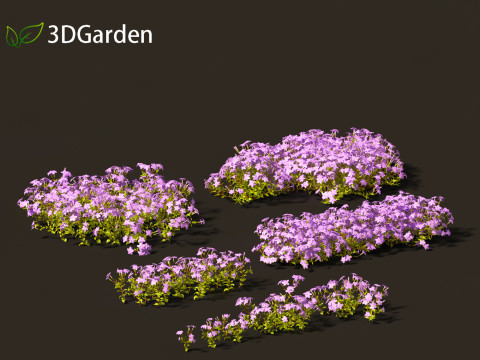 Phlox stolonifera - creeping phlox 3D Model