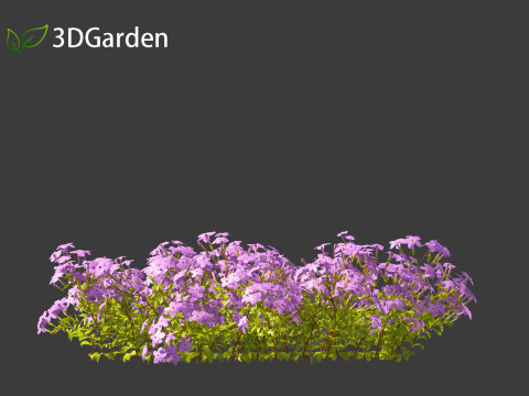 Phlox stolonifera - creeping phlox Modelo 3D