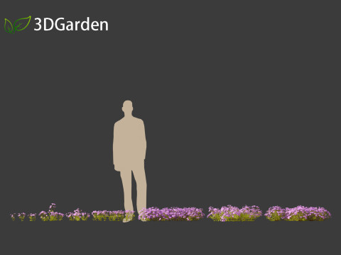 Phlox stolonifera - creeping phlox Modelo 3D