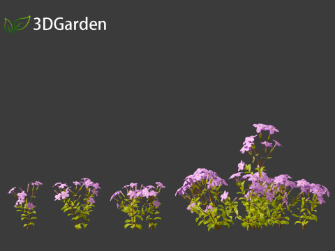Phlox stolonifera - creeping phlox Modelo 3D