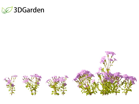 Phlox stolonifera - creeping phlox Modelo 3D